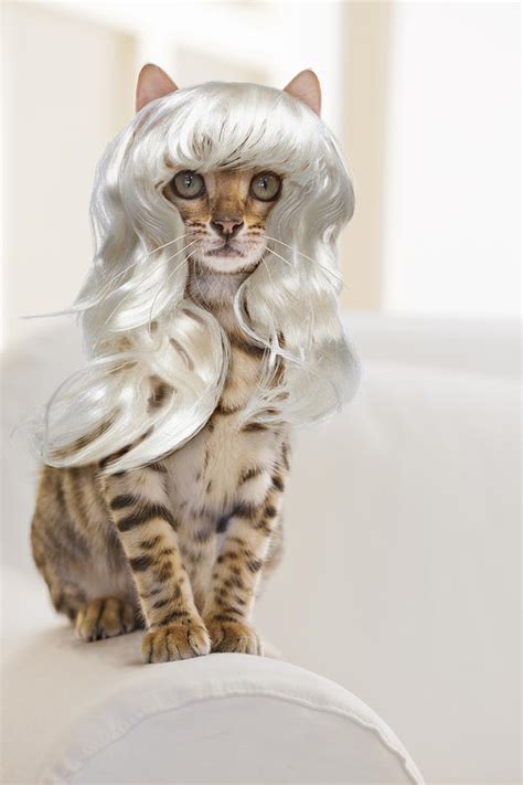 cats with wigs|cat wearing a wig.